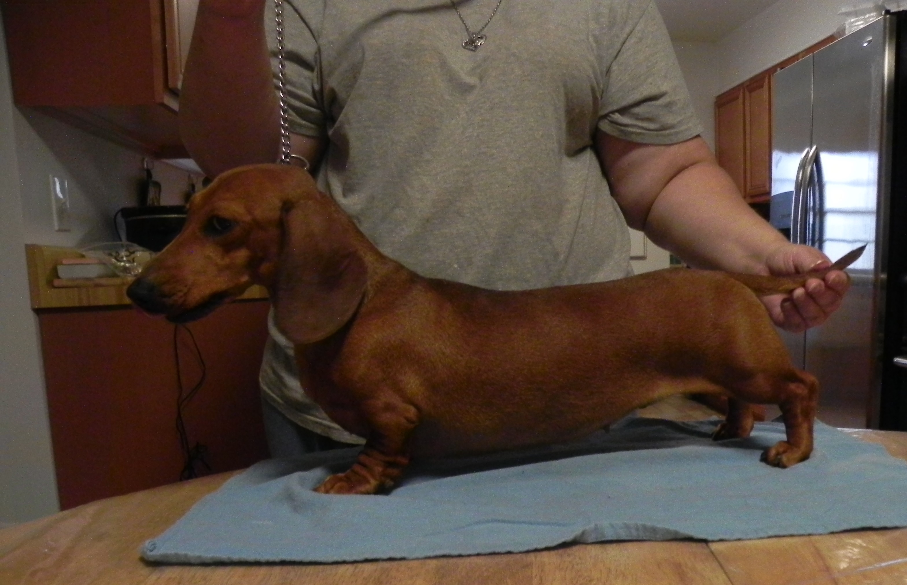 Classic Kennels Dachshund Available